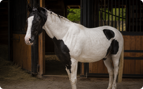 Cavalo antes da Speed Horse