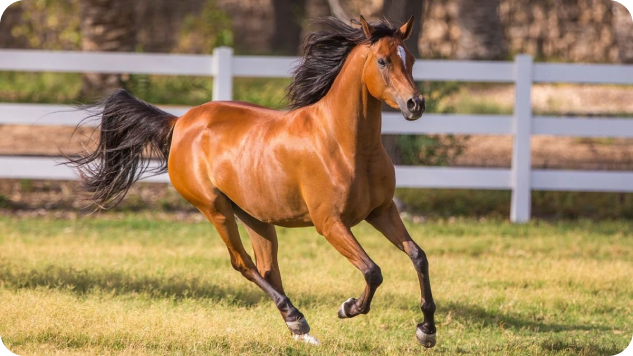 Cavalo no desafio dos 15 dias